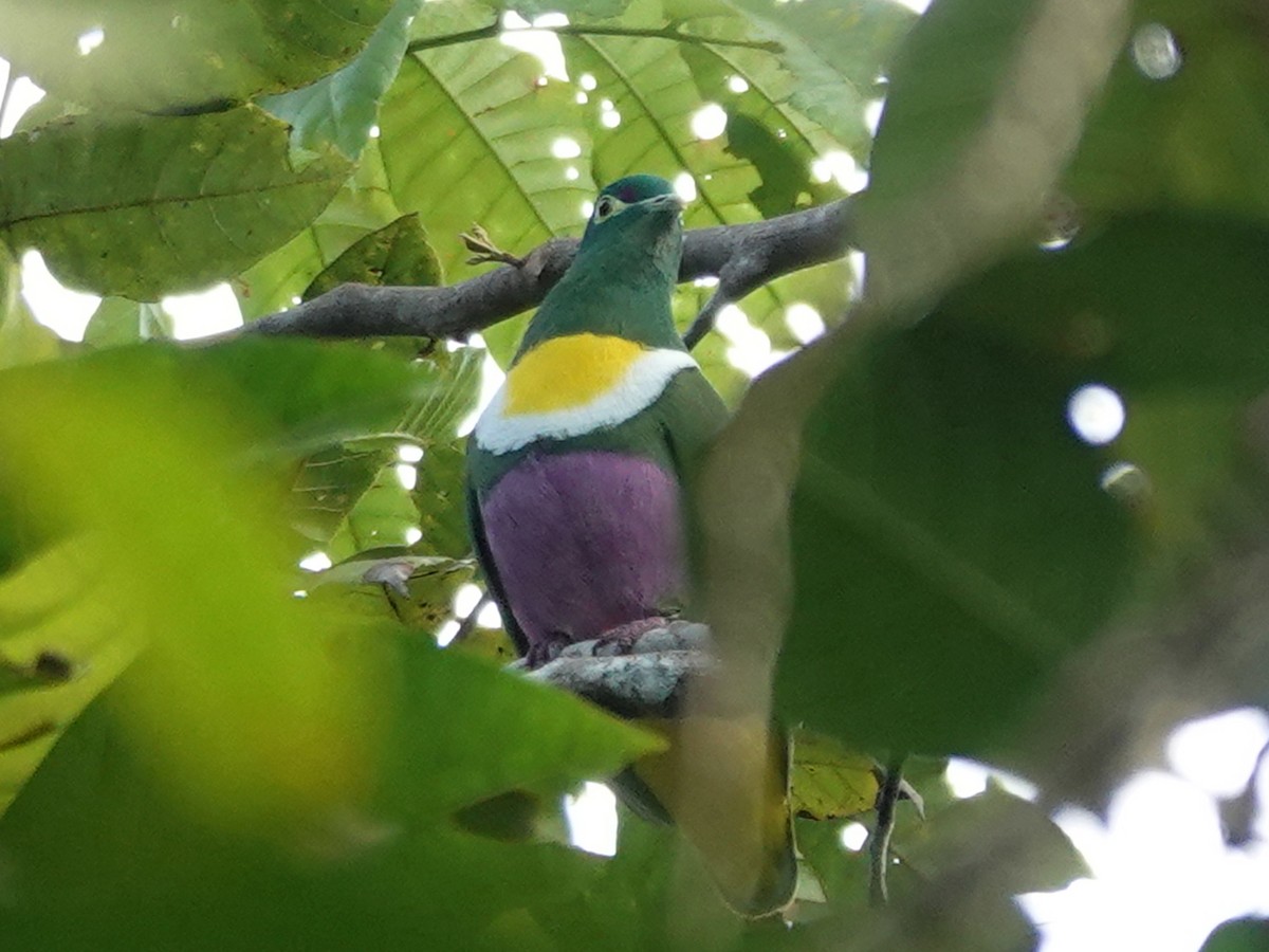 Geelvink Fruit-Dove - ML622122545