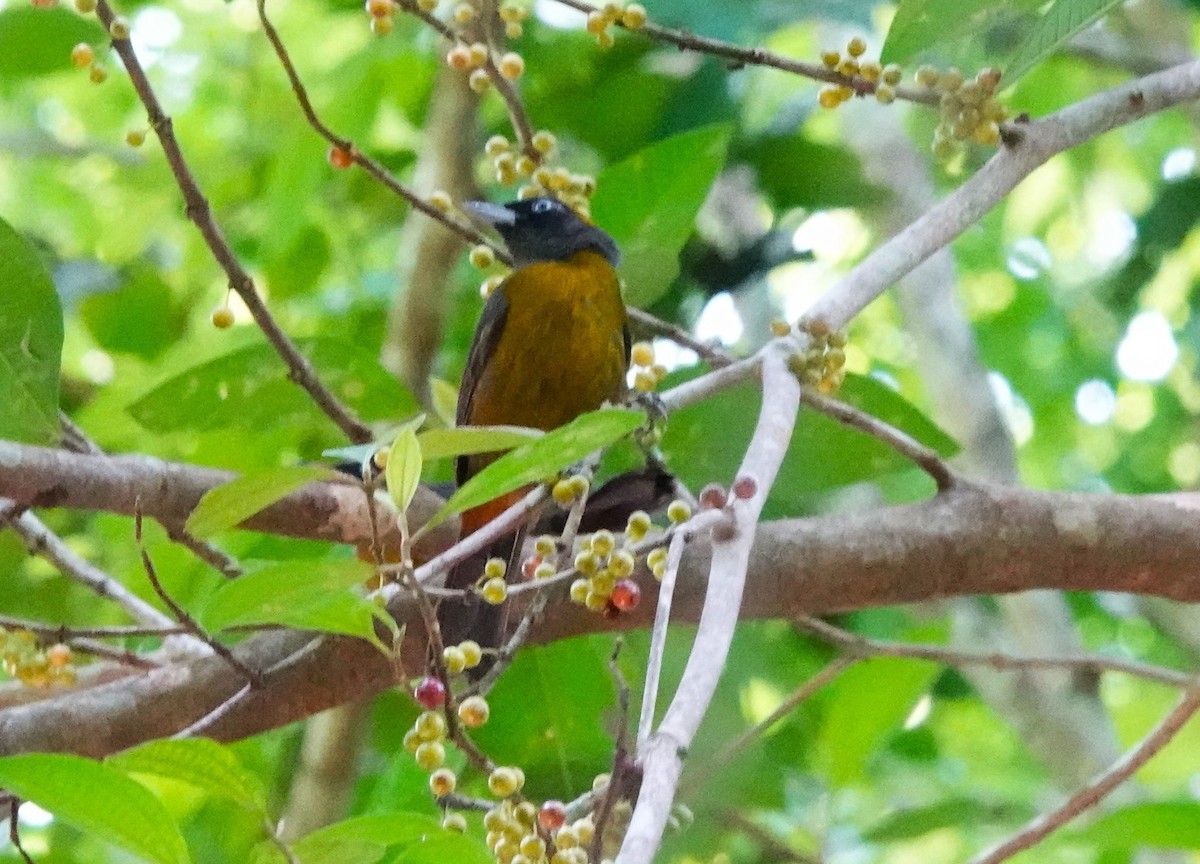 Dusky-faced Tanager - ML622122546