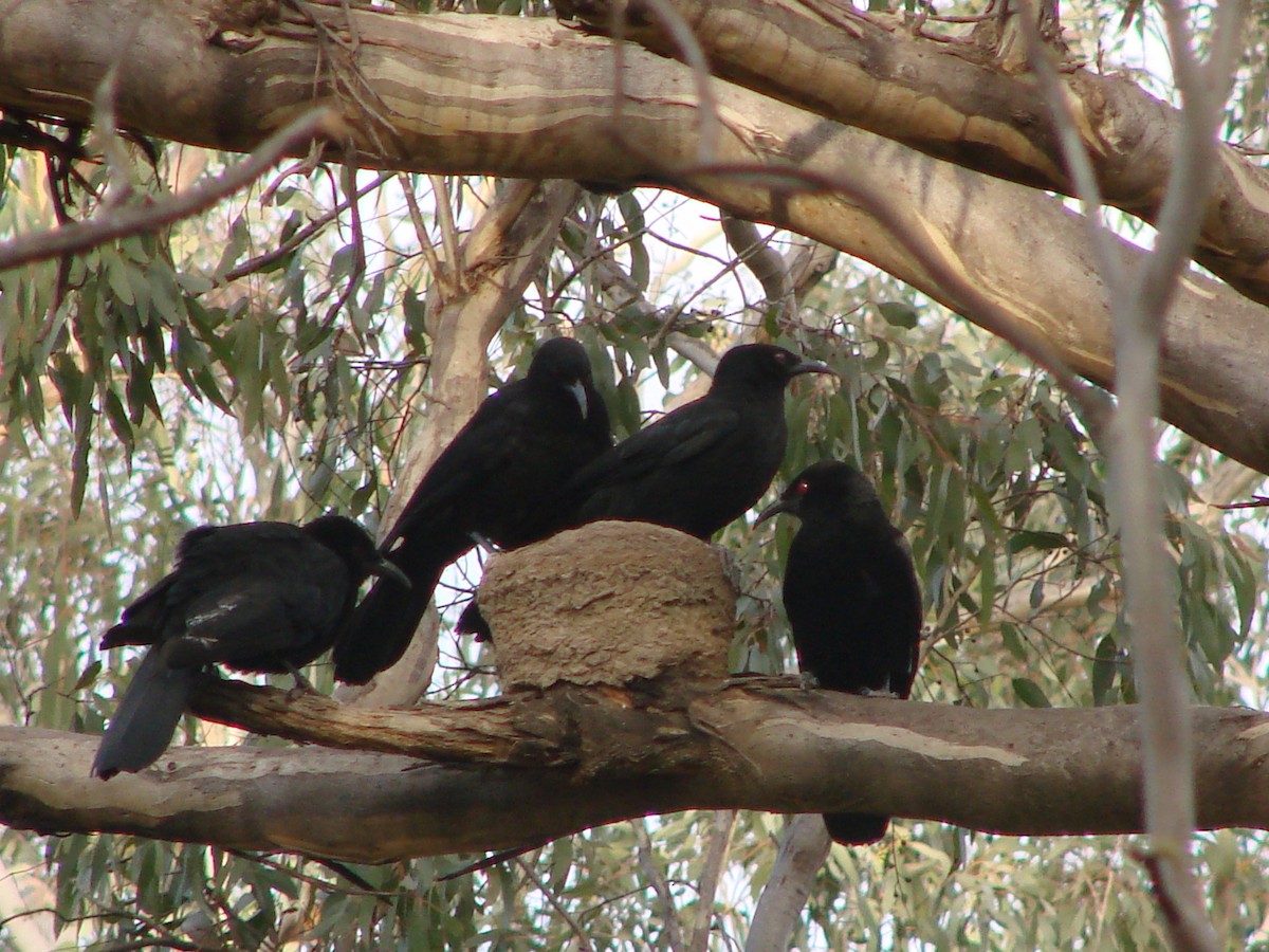 White-winged Chough - ML622122549