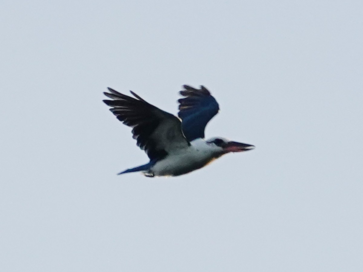 Beach Kingfisher - ML622122555