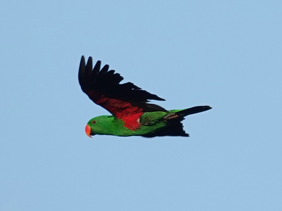 Papuan Eclectus - ML622122557