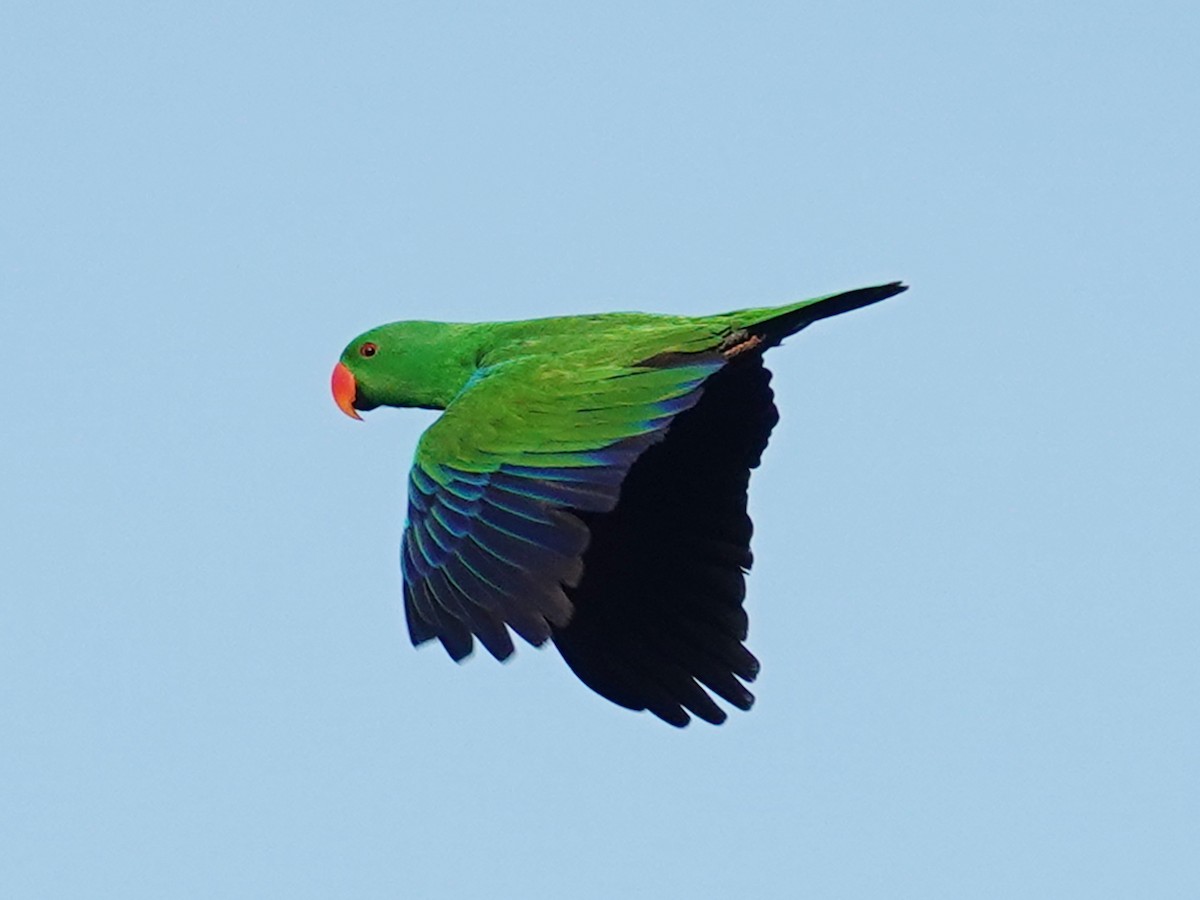 Papuan Eclectus - ML622122558