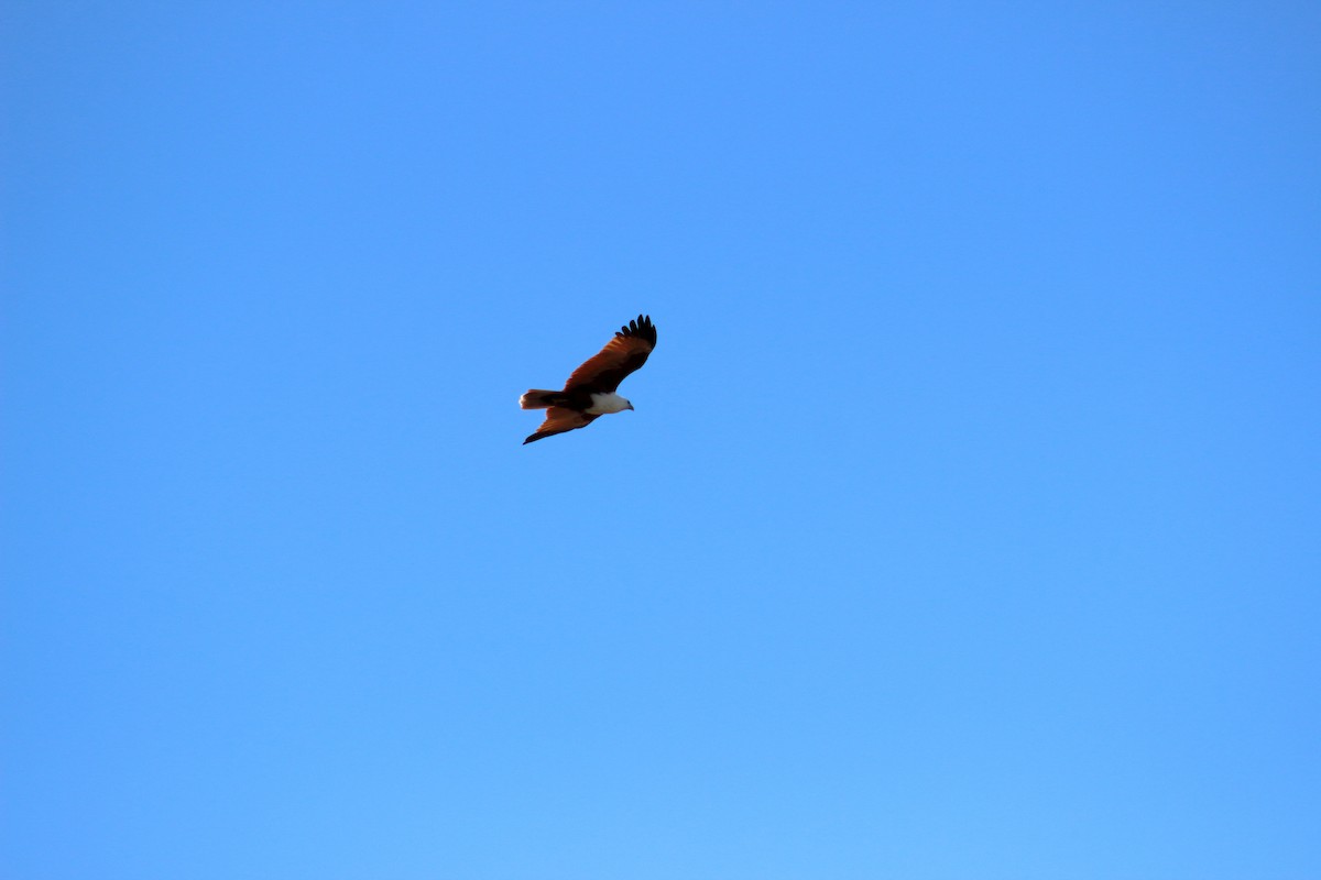 Brahminy Kite - ML622122559