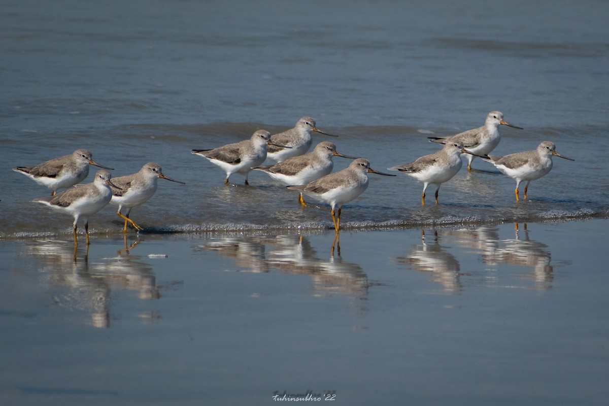 Terek Sandpiper - ML622122562