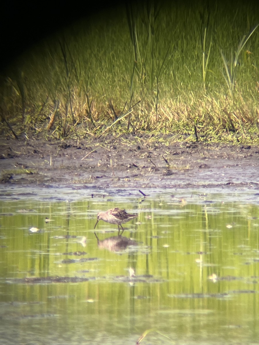 Stilt Sandpiper - ML622122570