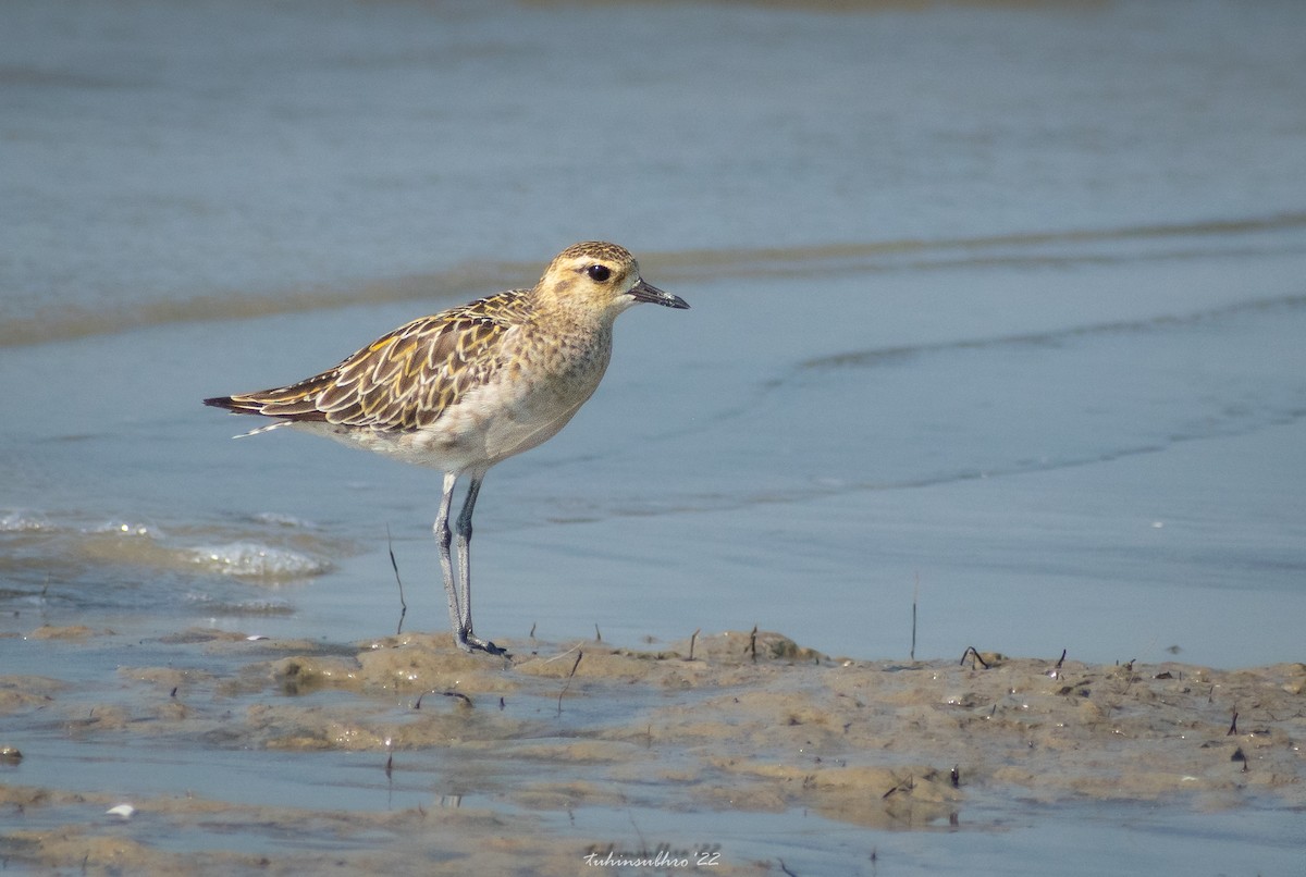 Pacific Golden-Plover - ML622122571