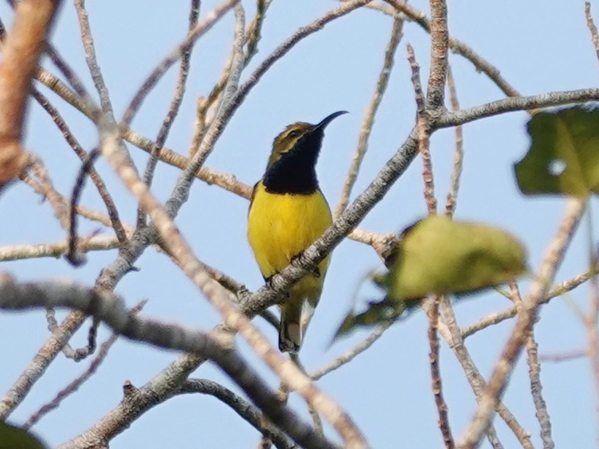 Sahul Sunbird - ML622122572