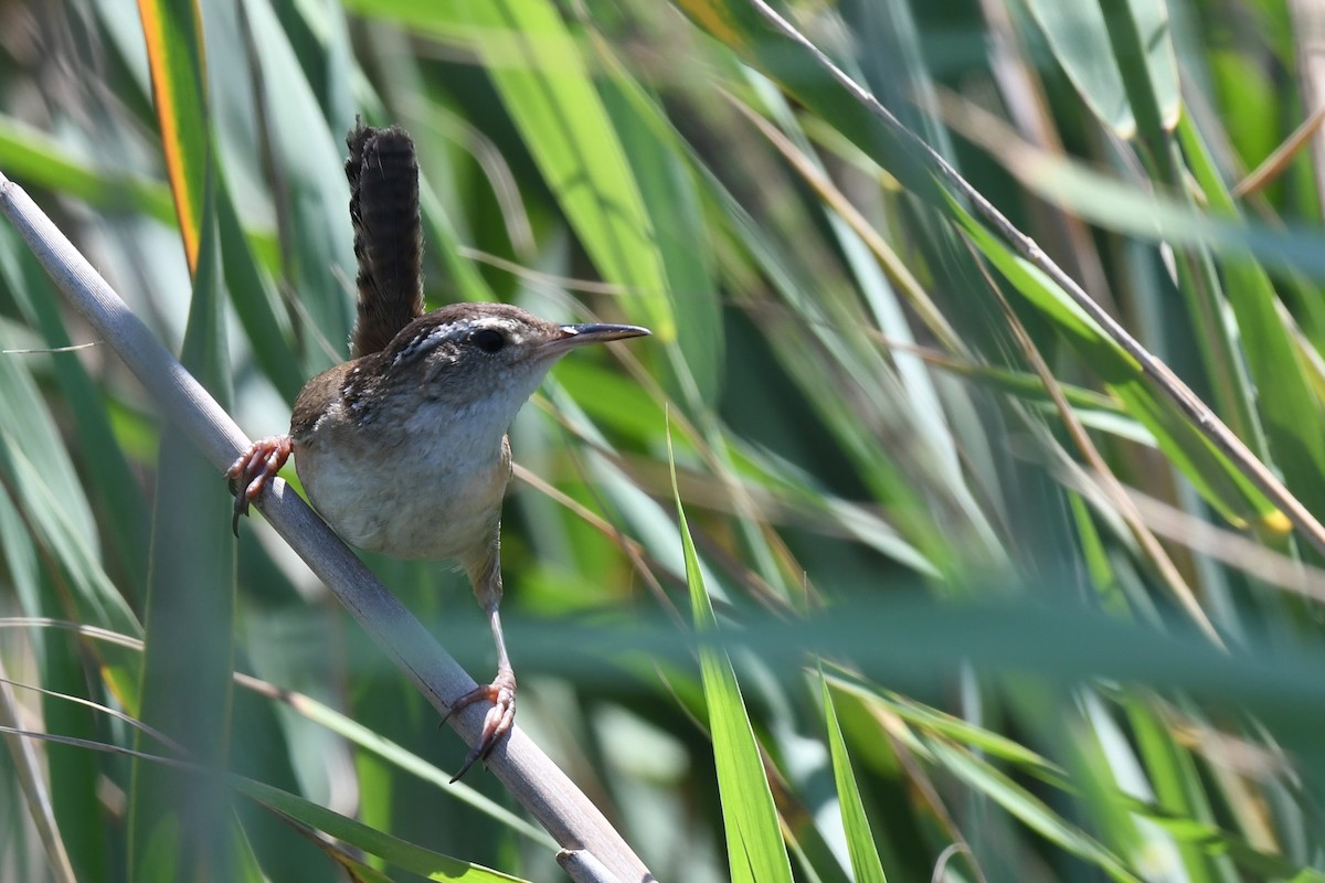 Marsh Wren - ML622122573