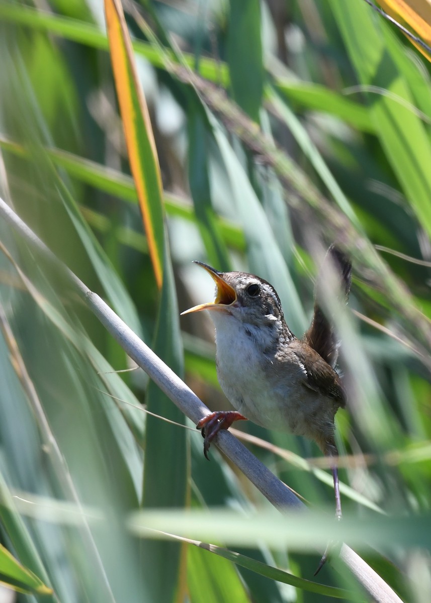 Marsh Wren - ML622122574