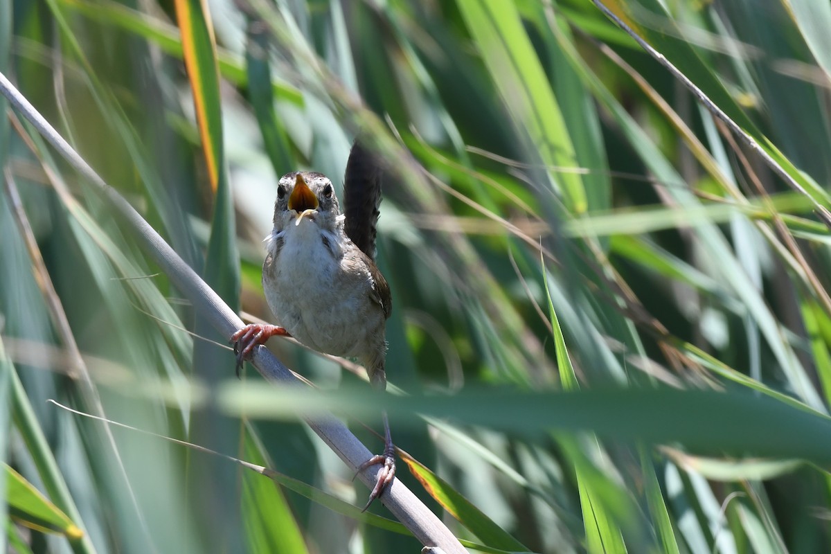 Marsh Wren - ML622122575