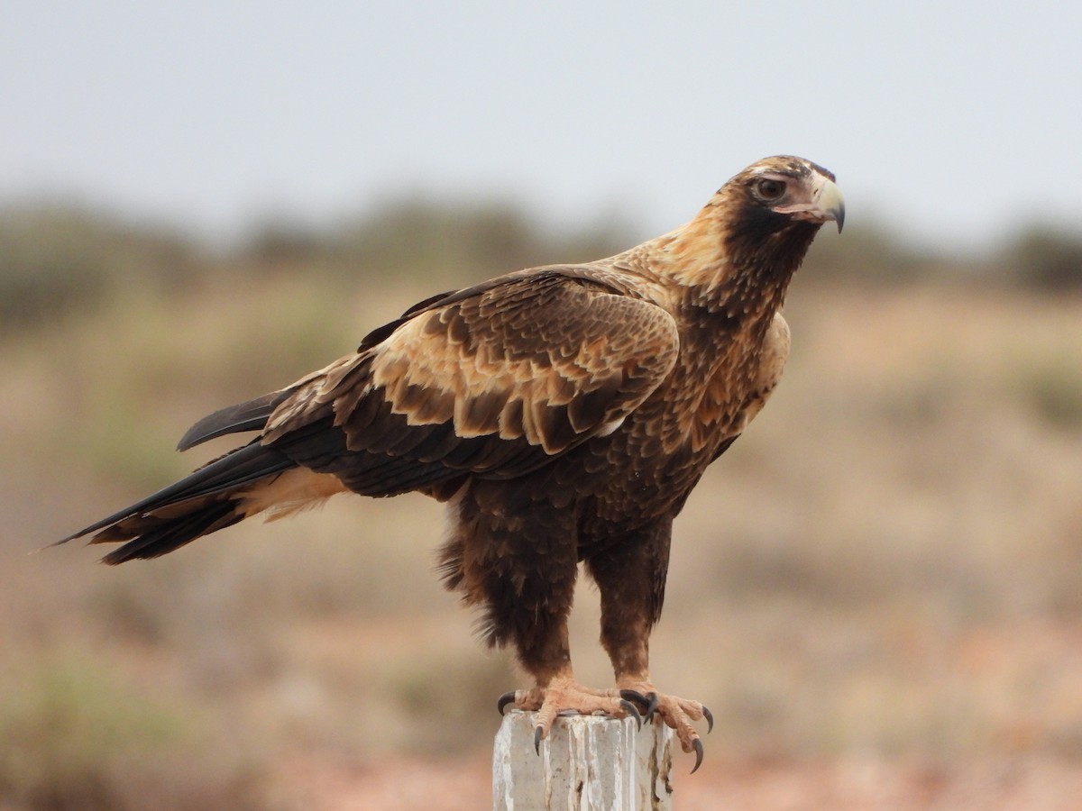 Wedge-tailed Eagle - ML622122576