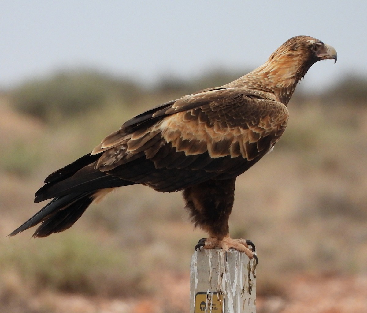 Wedge-tailed Eagle - ML622122577