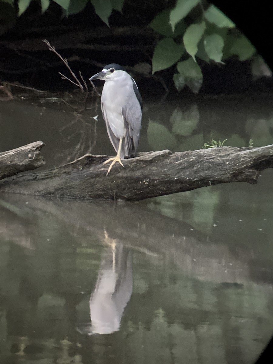 Black-crowned Night Heron - ML622122582