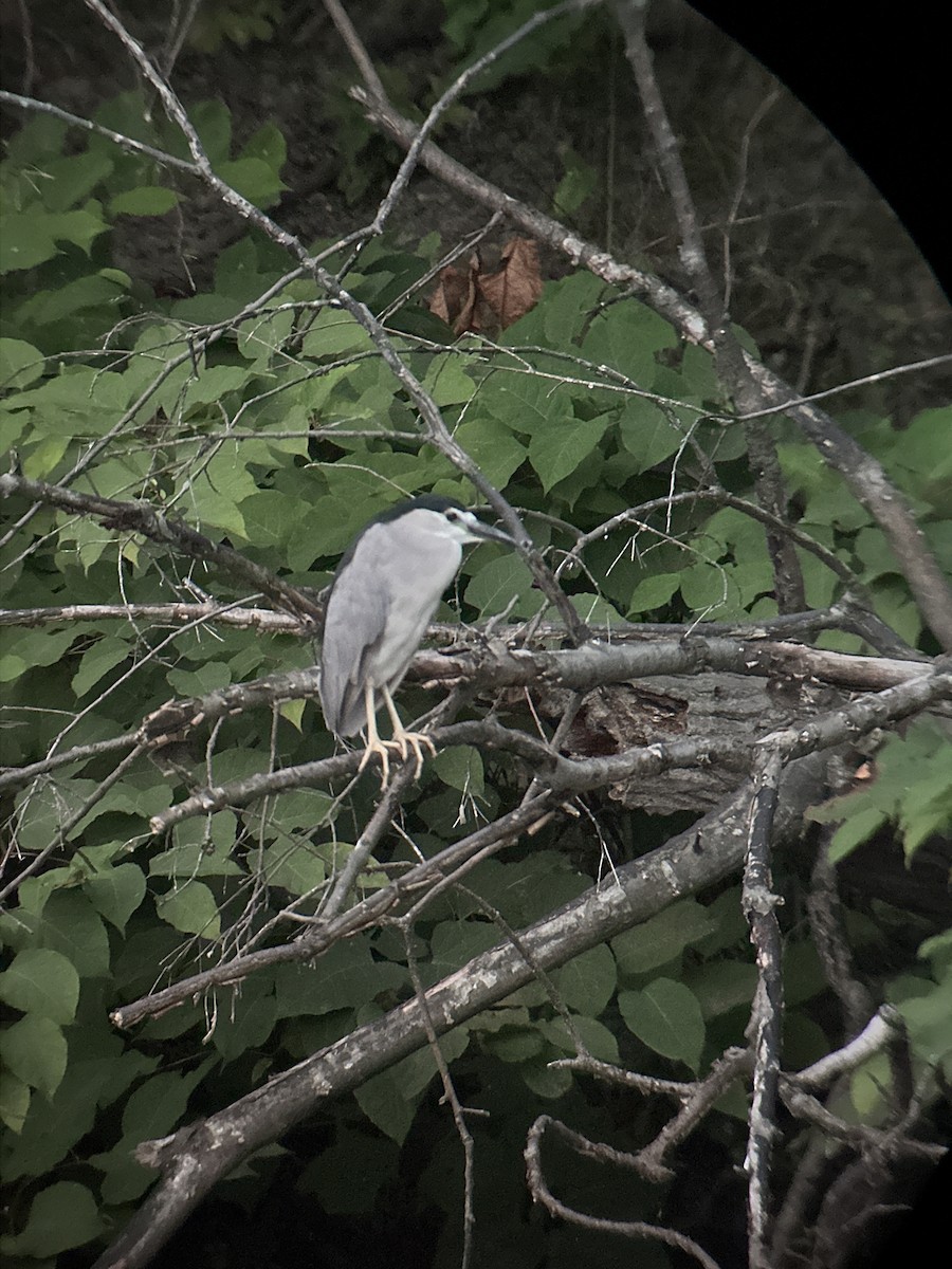 Black-crowned Night Heron - ML622122583