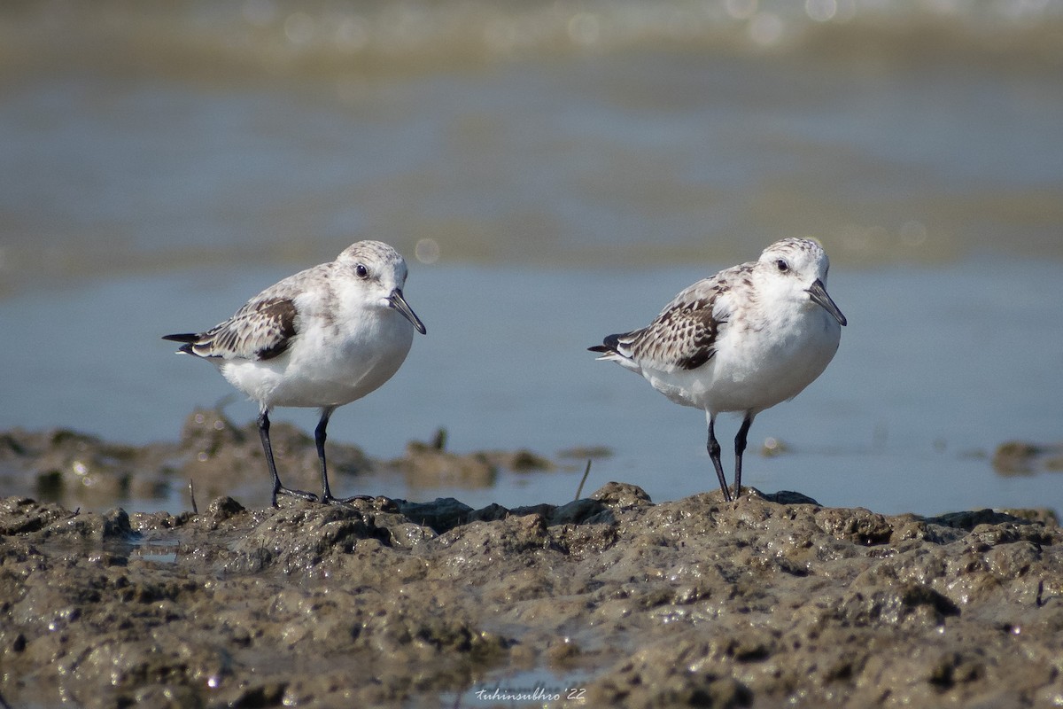 Sanderling - ML622122584