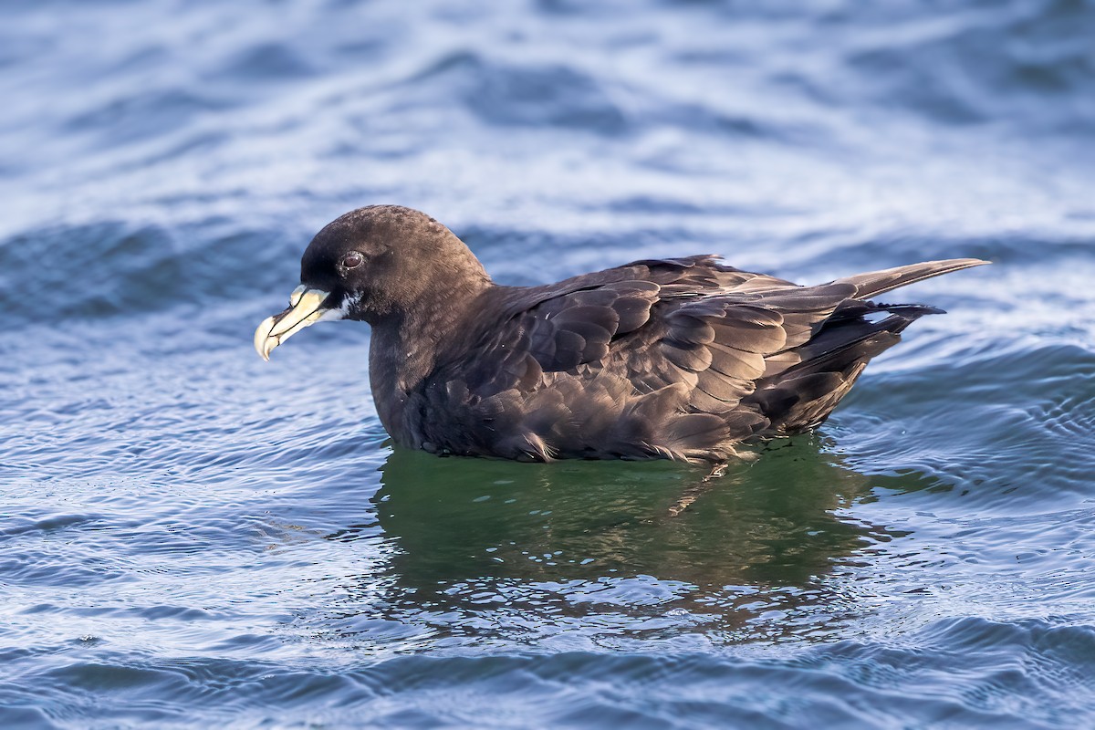 Weißkinn-Sturmvogel - ML622122586