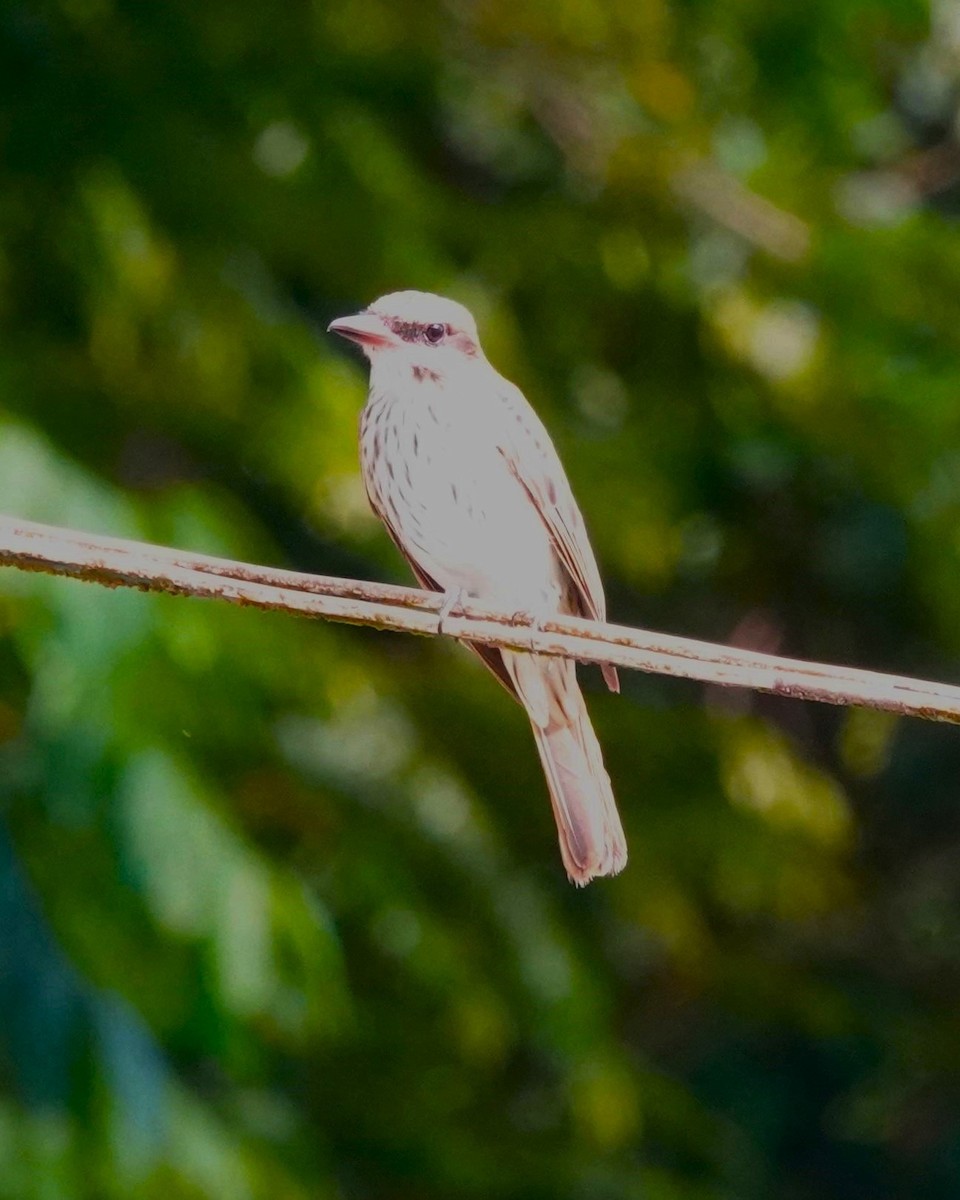 Streaked Flycatcher - ML622122590