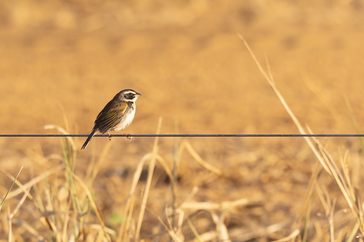 Black-masked Finch - ML622122591