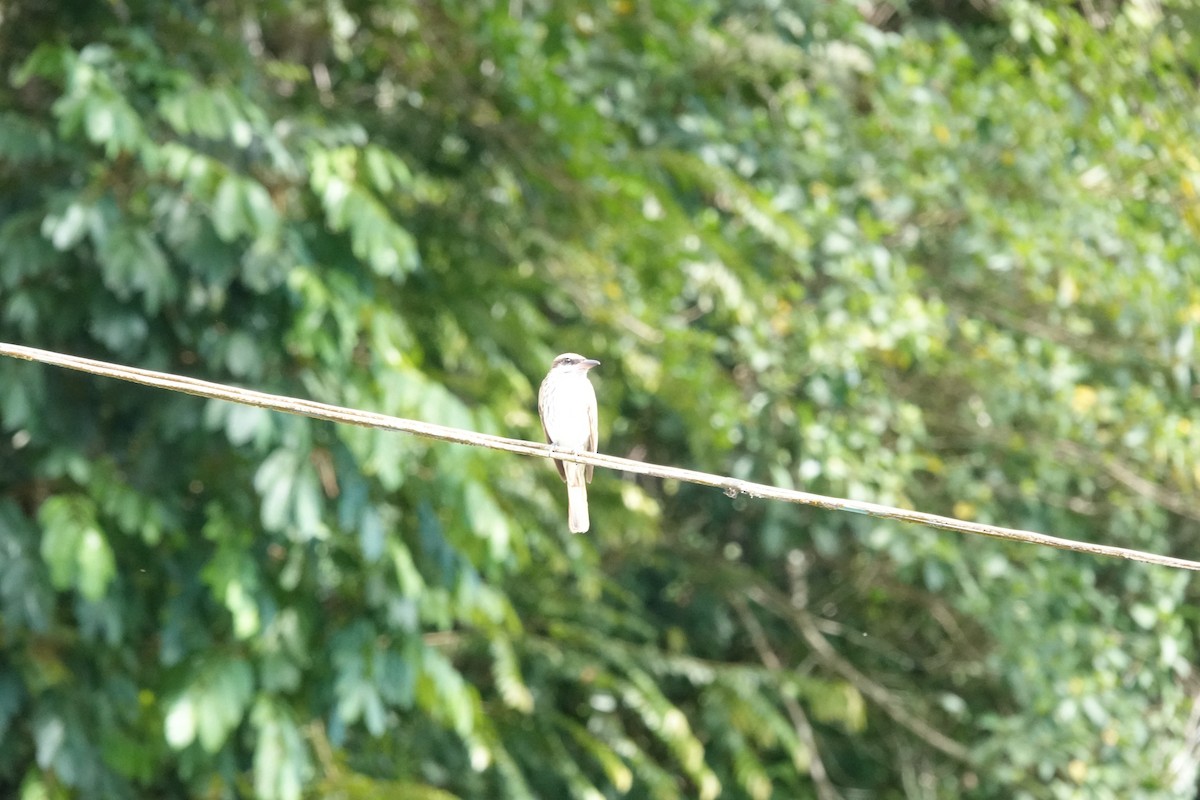 Streaked Flycatcher - ML622122599