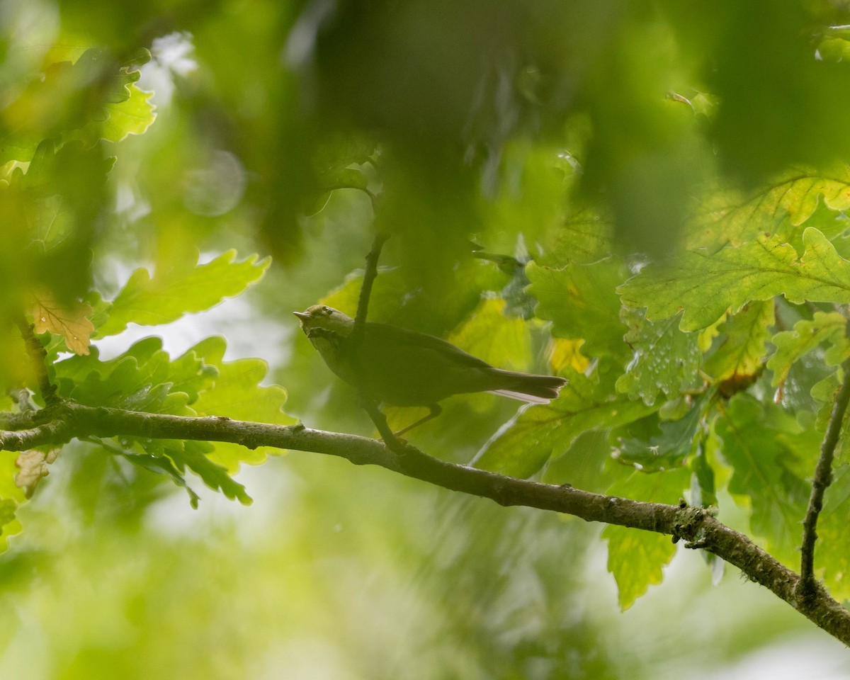 Willow Warbler - Falk Wirsam