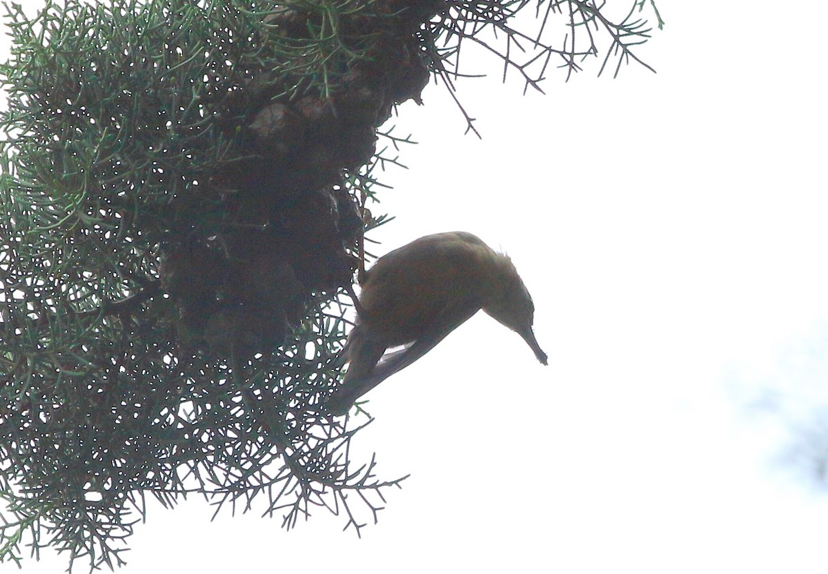 Eurasian Nuthatch - ML622122610