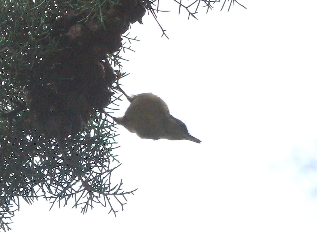 Eurasian Nuthatch - ML622122611