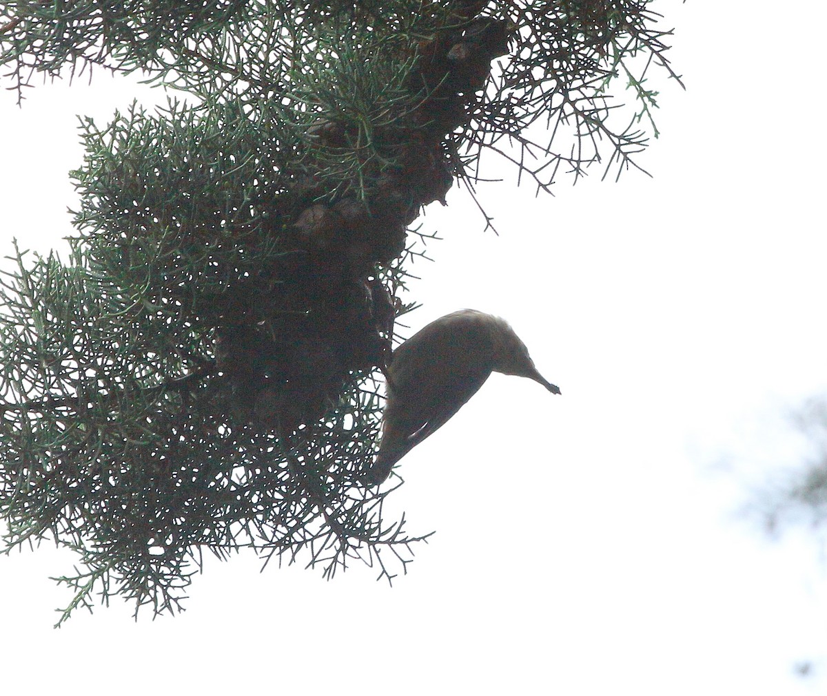 Eurasian Nuthatch - ML622122612