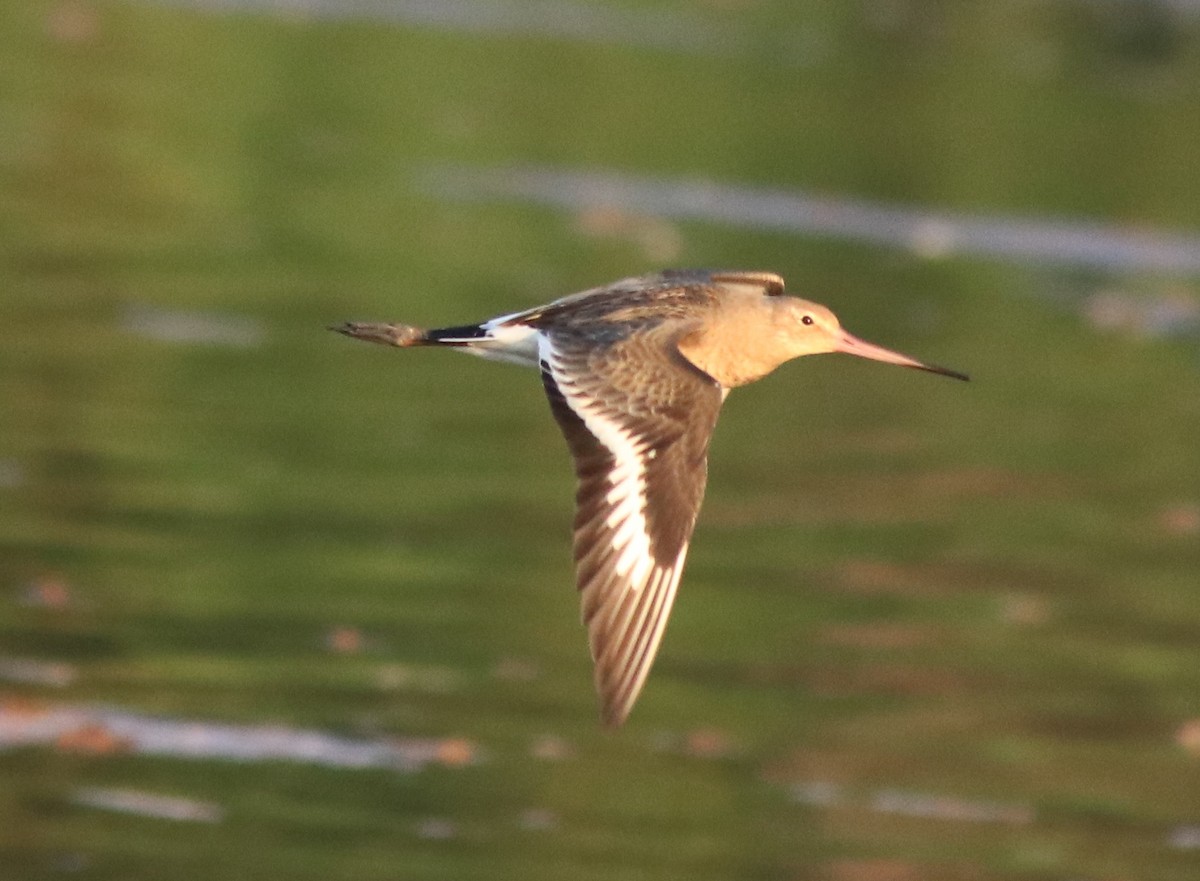 Black-tailed Godwit - ML622122613