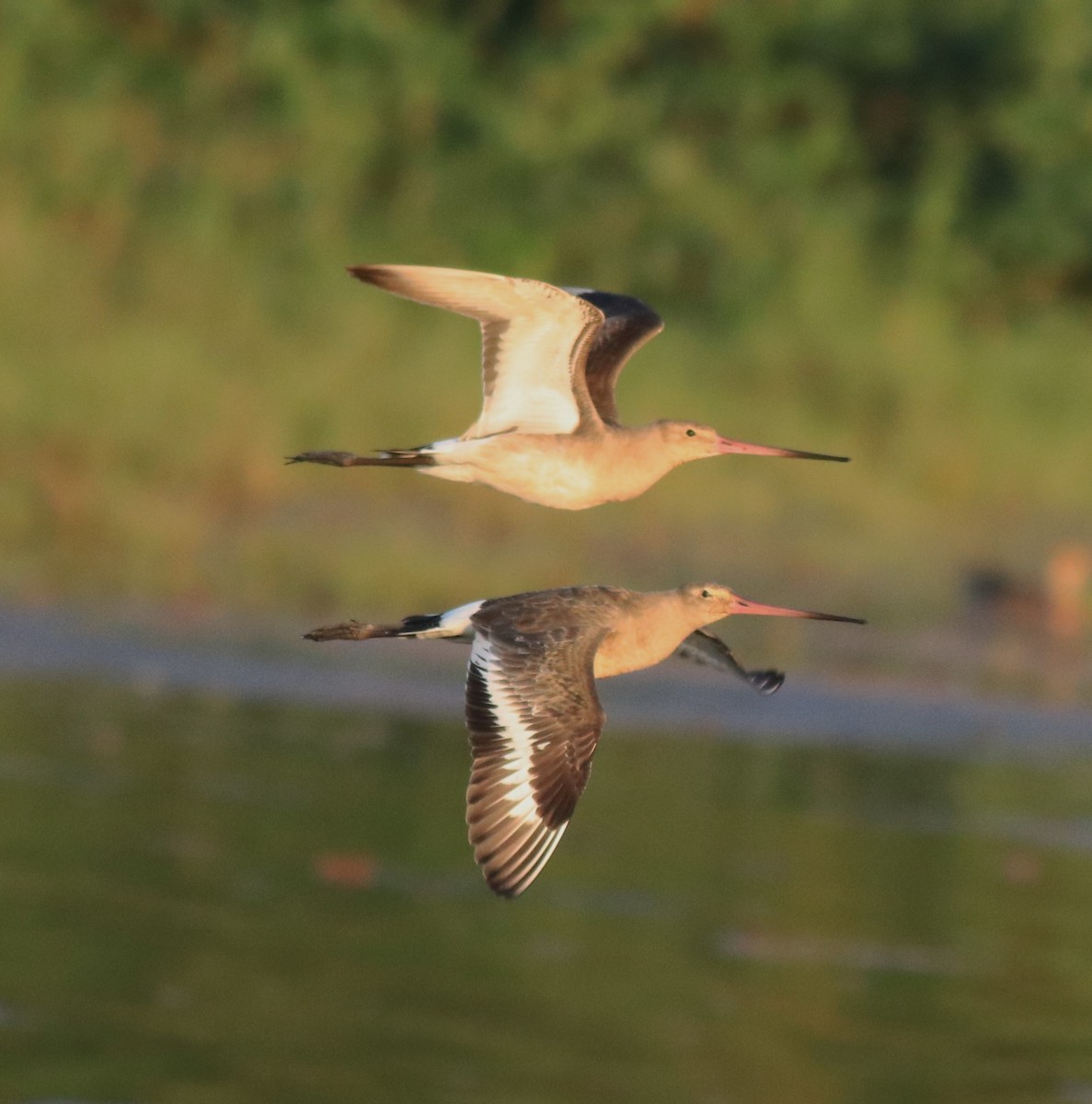 Black-tailed Godwit - ML622122614