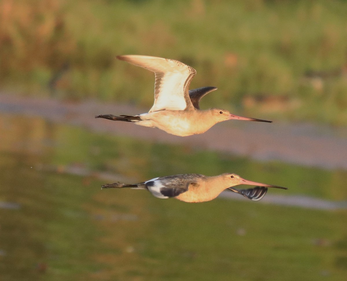 Black-tailed Godwit - ML622122615