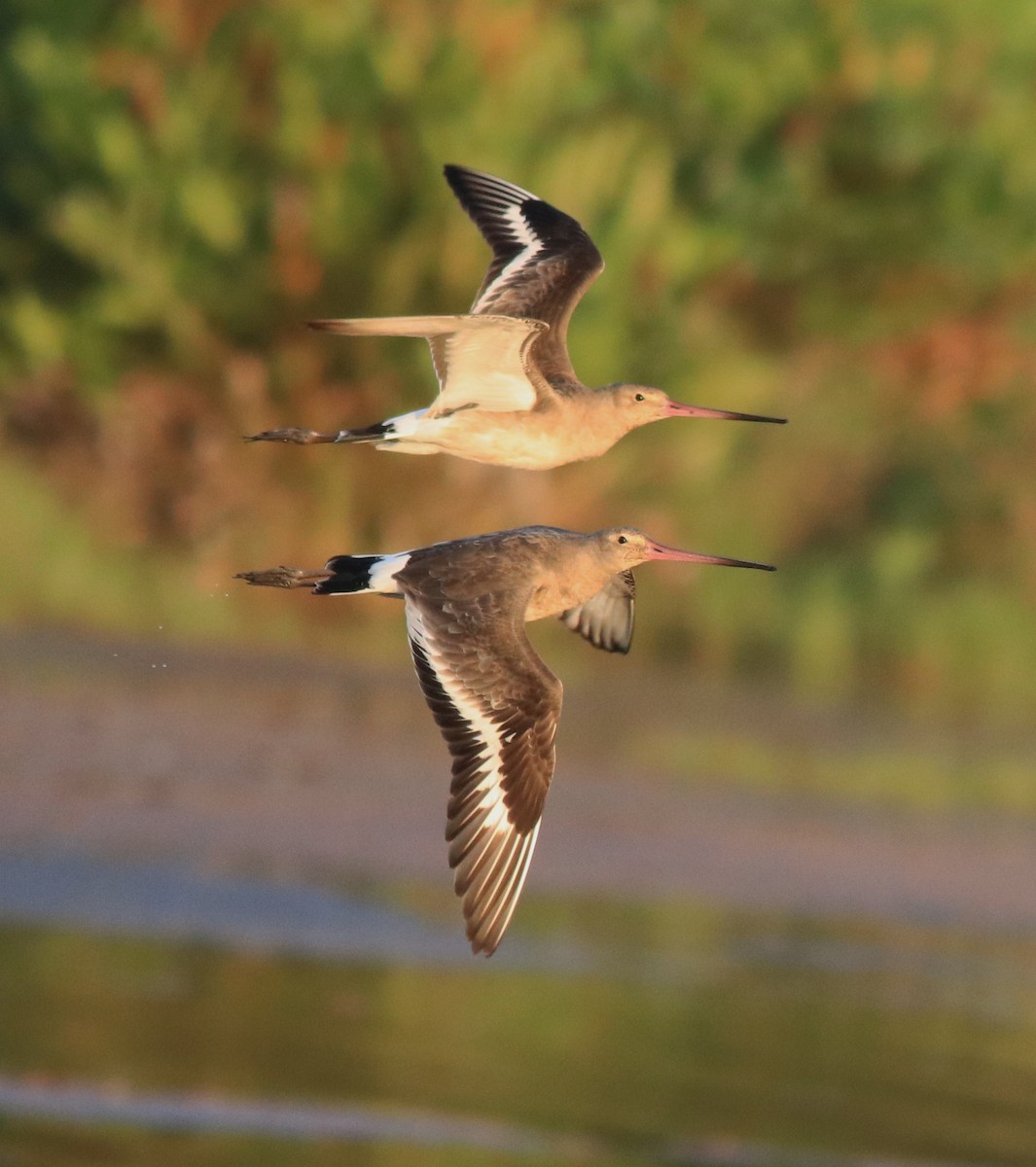 Black-tailed Godwit - ML622122616