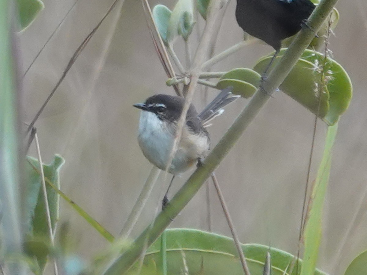 White-shouldered Fairywren - ML622122618