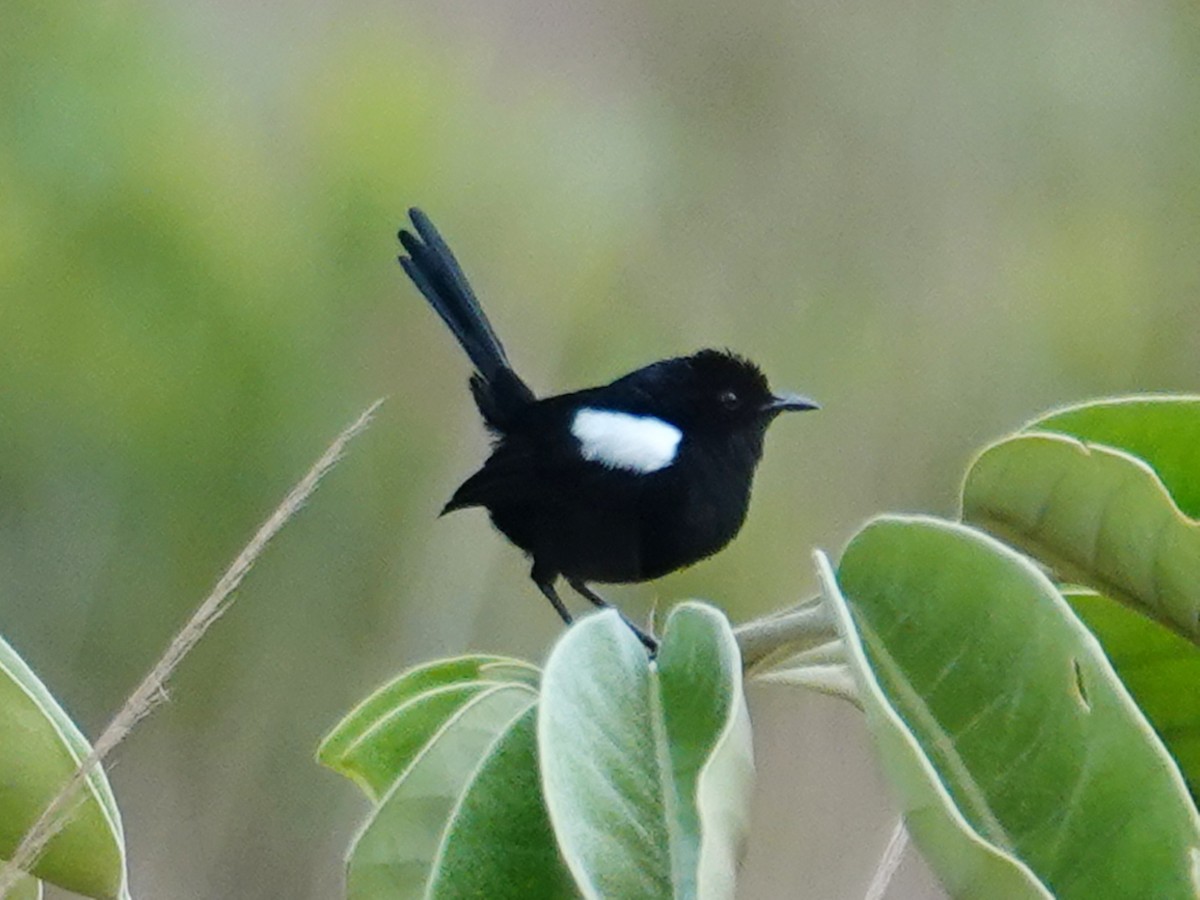 White-shouldered Fairywren - ML622122619