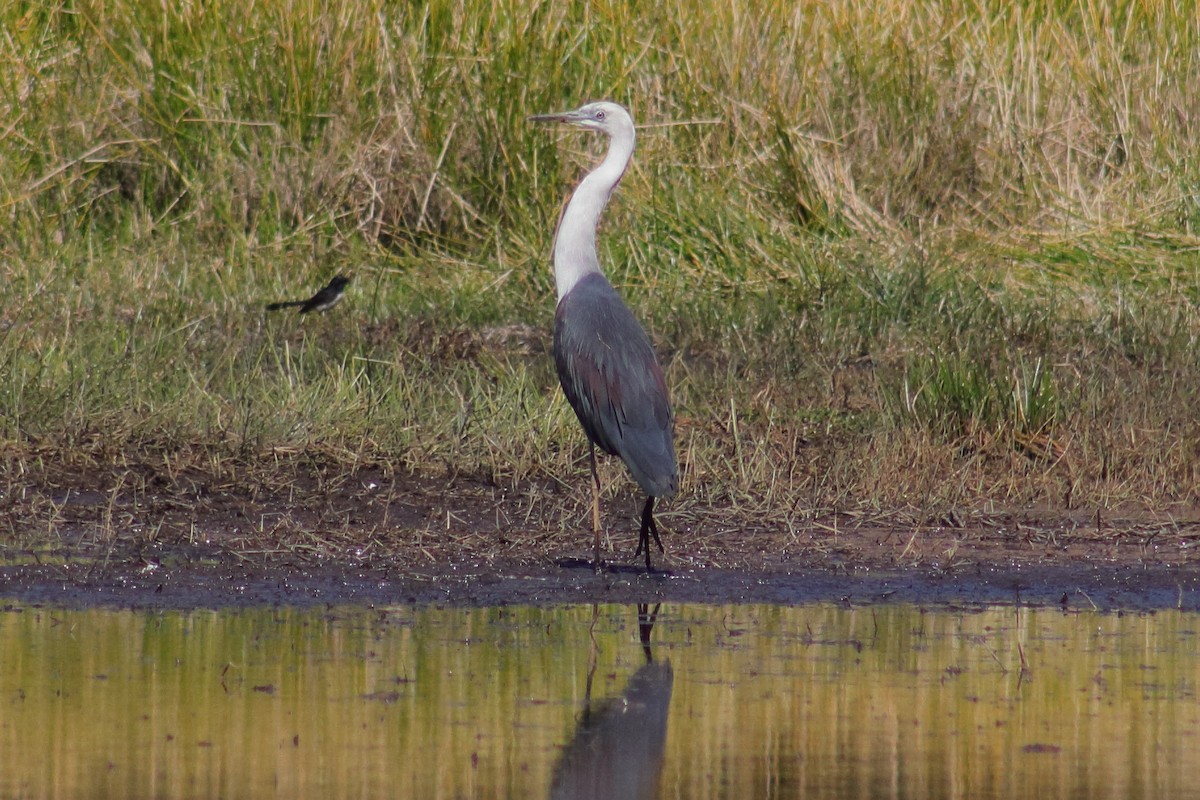 Pacific Heron - ML622122623