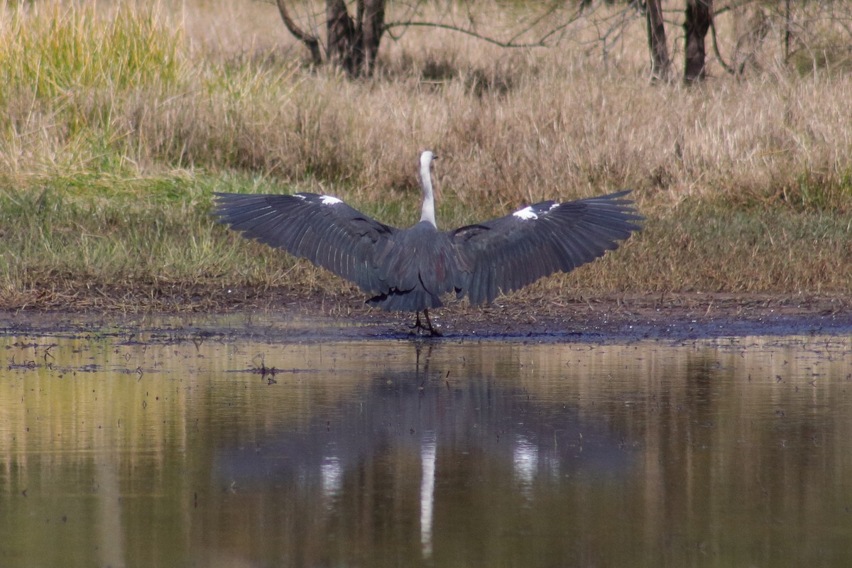 Pacific Heron - ML622122626