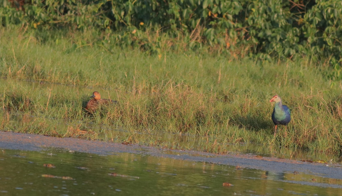 Gray-headed Swamphen - ML622122627