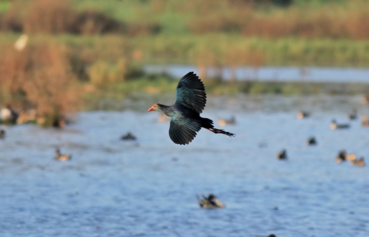 Gray-headed Swamphen - ML622122628