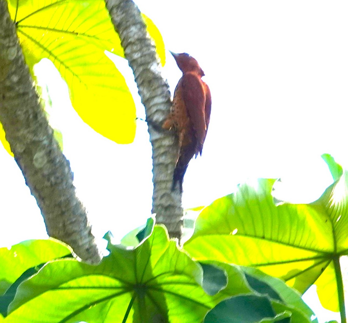 Cinnamon Woodpecker - ML622122629