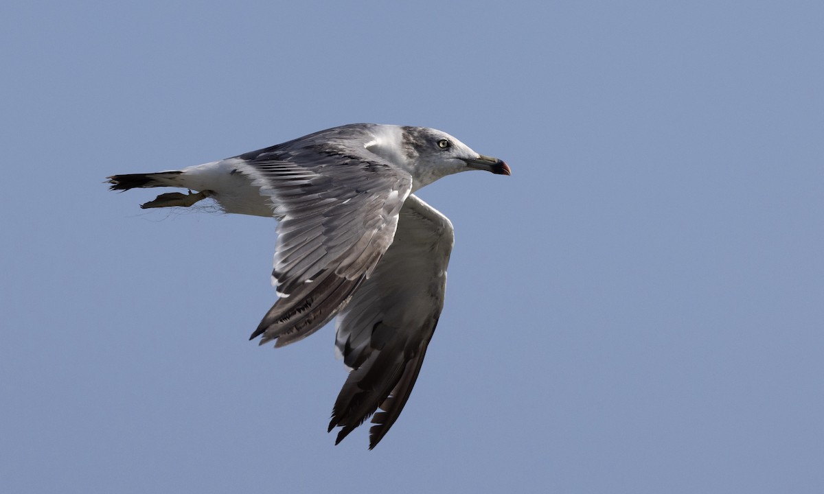 Black-tailed Gull - ML622122633