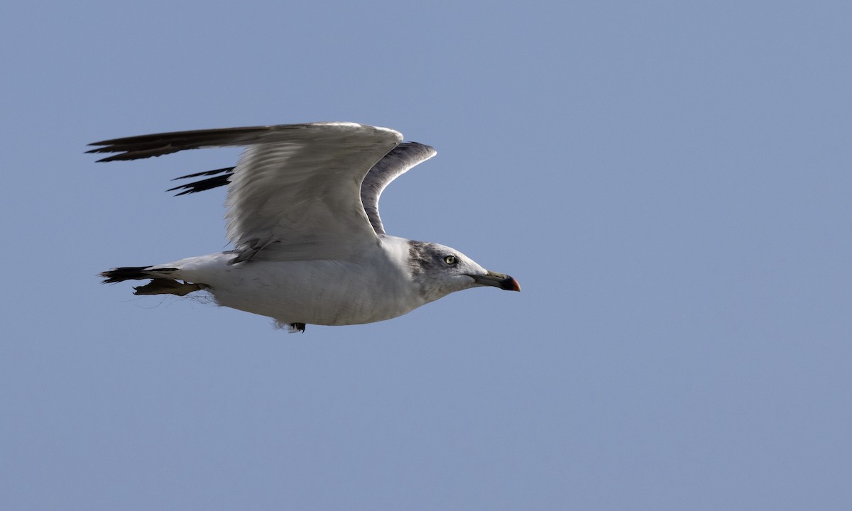 Black-tailed Gull - ML622122634