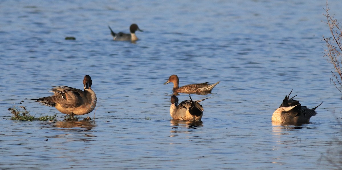 Northern Pintail - ML622122647