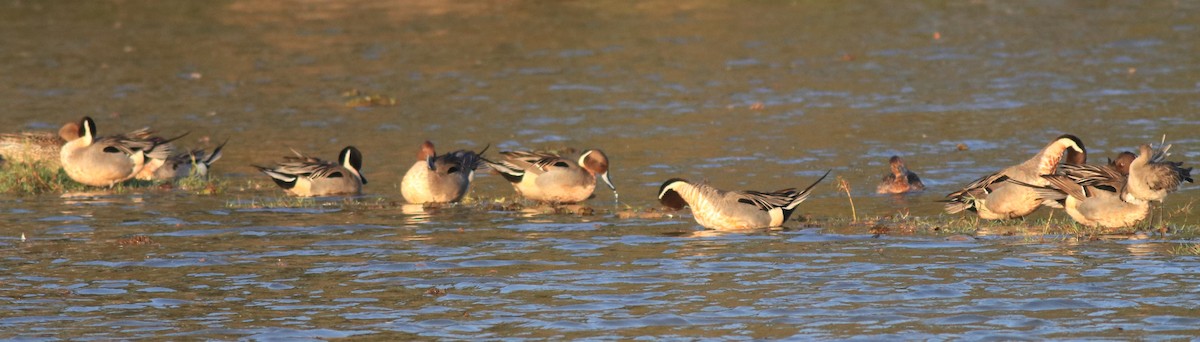 Northern Pintail - ML622122648