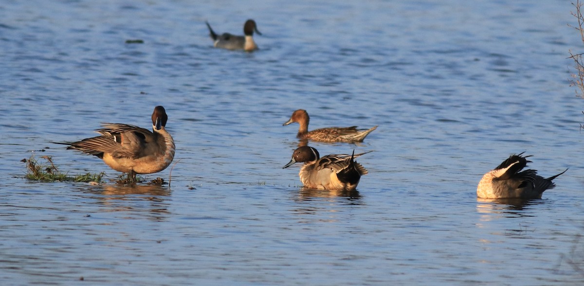 Northern Pintail - ML622122649