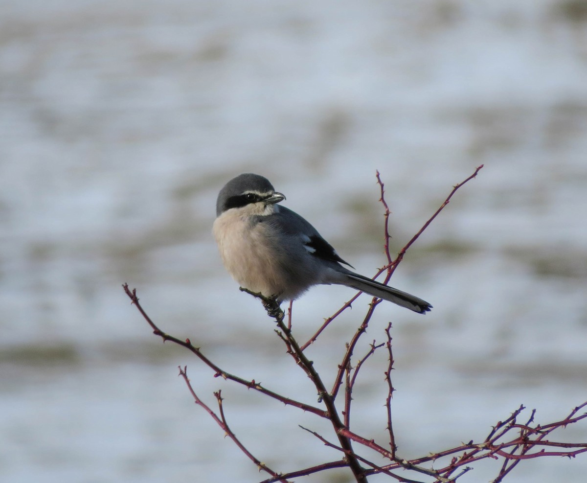 Iberian Gray Shrike - Nayib Hamdoun