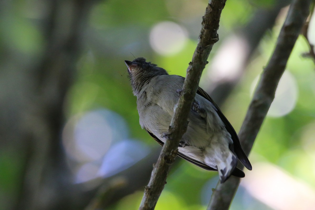 Lesser Honeyguide - ML622122652