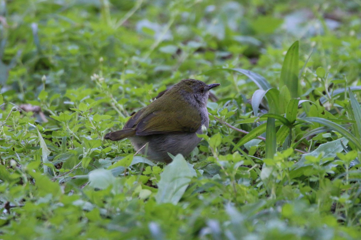 Green-backed Camaroptera (Green-backed) - ML622122654