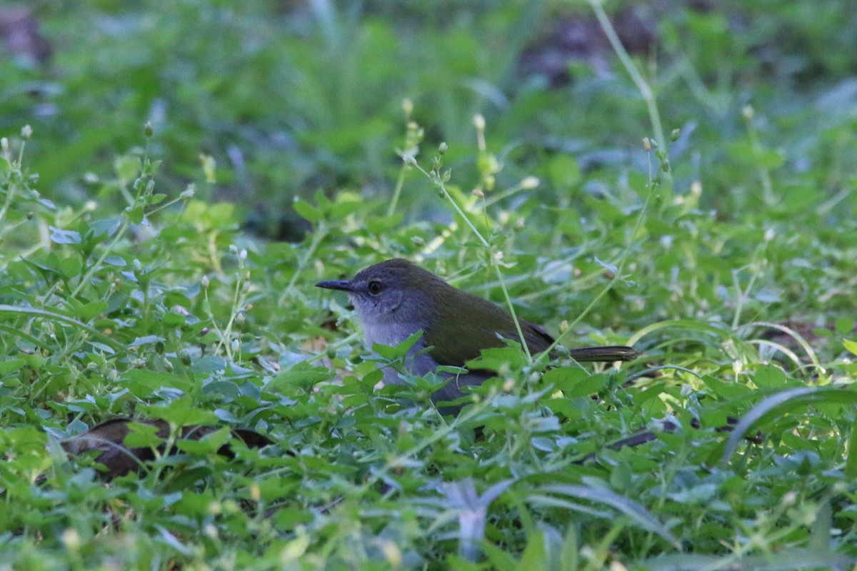 Green-backed Camaroptera (Green-backed) - ML622122655