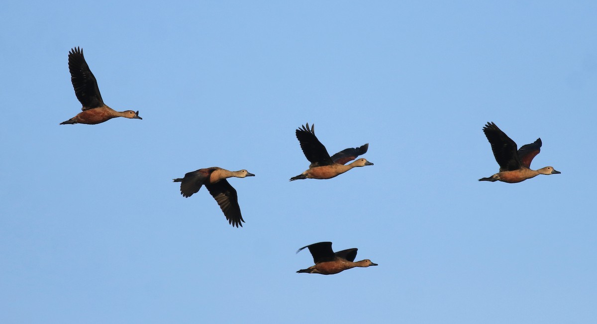 Lesser Whistling-Duck - ML622122662