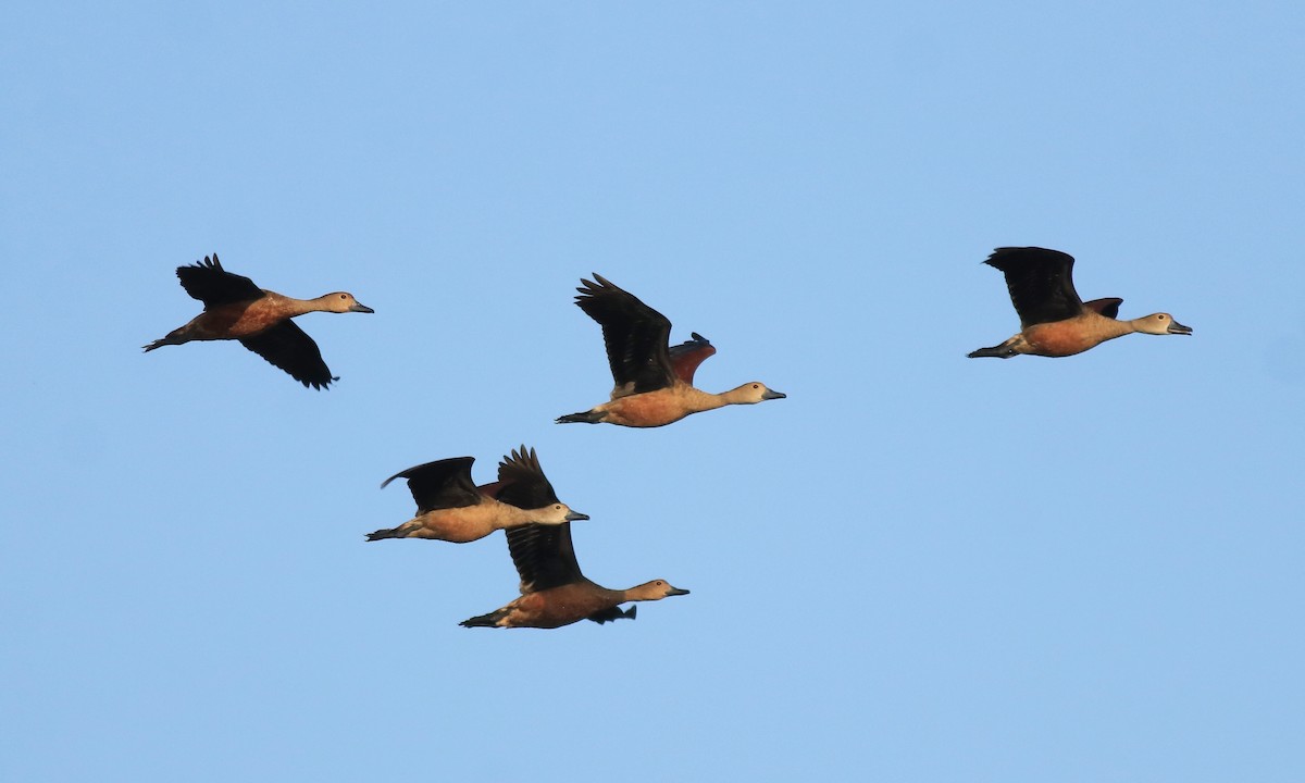 Lesser Whistling-Duck - ML622122663