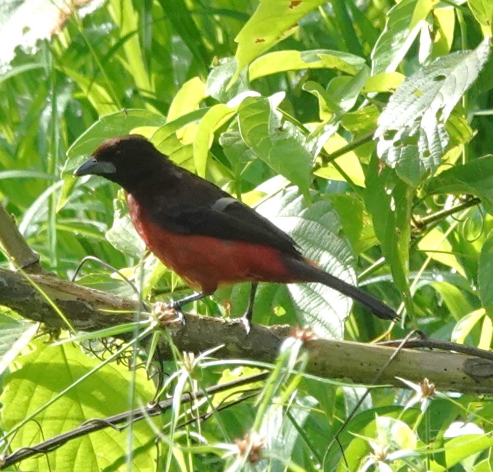 Crimson-backed Tanager - ML622122668